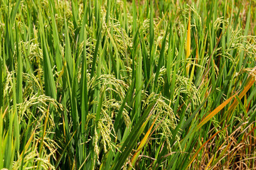 Close-up of lush rice plants in a rice paddy, Bali, Indonesia.