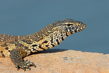 Portrait of a Nile monitor (Varanus niloticus), Kruger National Park, South Africa.