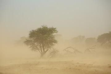 Landscape with trees during a severe sand storm in the Kalahari desert, South Africa.