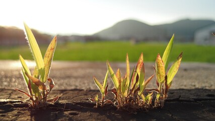 夕焼けで輝く野草