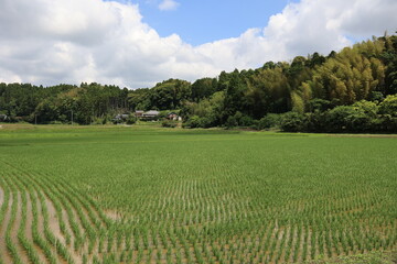 のどかな風景