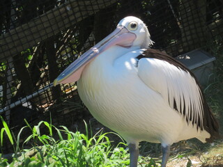 コシグロペリカン