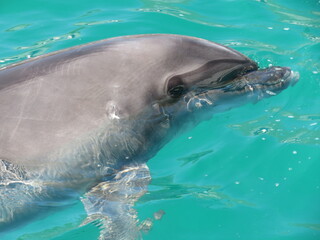 Fototapeta premium イルカ