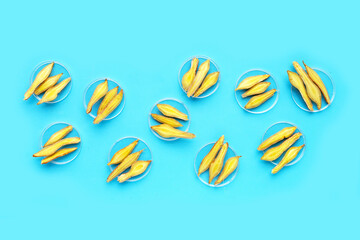 Finger root in petri dishes on blue background.