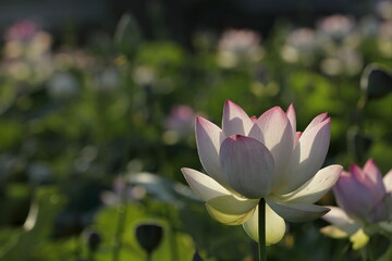 Obraz premium 日本の蓮の花