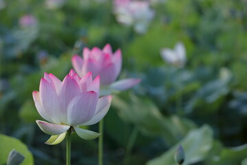 Fototapeta premium 日本の蓮の花