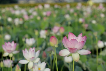 日本の蓮の花