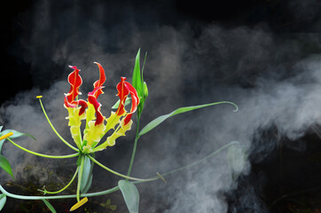 Beautiful red and yellow flower in the  smoke