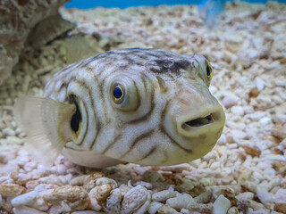 Close up picture of one kind of puffer fish.