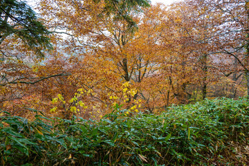 尾瀬ヶ原湿原の紅葉の風景 燧ヶ岳 至仏山 Scenery of autumn leaves in Ozegahara marshland Mt.Hiuchigadake Mt.Shibutsusan