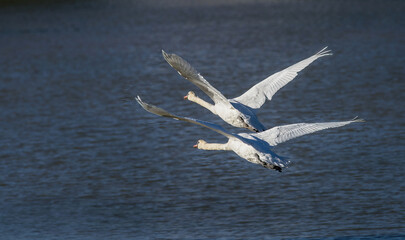 Swan Couple Flying