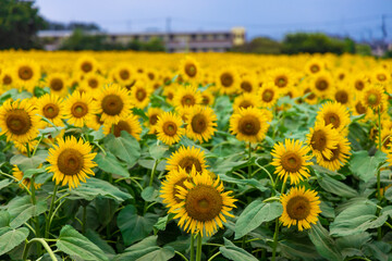 清瀬のひまわりフェステバル