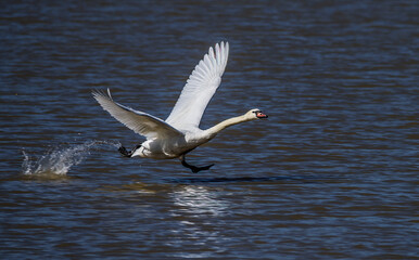 Fototapeta na wymiar Swan Flying