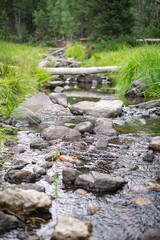 River flowing through the forest. 