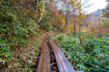 尾瀬ヶ原湿原の紅葉の風景 燧ヶ岳 至仏山 Scenery of autumn leaves in Ozegahara...