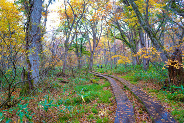 尾瀬ヶ原湿原の紅葉の風景 燧ヶ岳 至仏山 Scenery of autumn leaves in Ozegahara marshland Mt.Hiuchigadake Mt.Shibutsusan