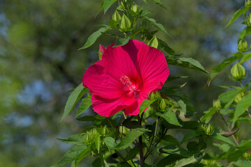 タイタンビカスの大きな赤い花