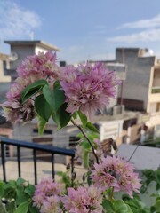 pink flowers on the rooftop