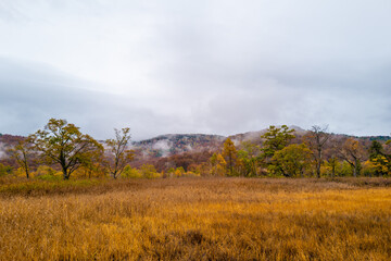 Fototapeta premium 尾瀬ヶ原湿原の紅葉の風景 燧ヶ岳 至仏山 Scenery of autumn leaves in Ozegahara marshland Mt.Hiuchigadake Mt.Shibutsusan