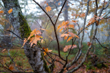 尾瀬ヶ原湿原の紅葉の風景 燧ヶ岳 至仏山 Scenery of autumn leaves in Ozegahara marshland Mt.Hiuchigadake Mt.Shibutsusan