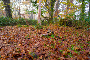 尾瀬ヶ原湿原の紅葉の風景 燧ヶ岳 至仏山 Scenery of autumn leaves in Ozegahara marshland Mt.Hiuchigadake Mt.Shibutsusan