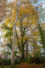 尾瀬ヶ原湿原の紅葉の風景 燧ヶ岳 至仏山 Scenery of autumn leaves in Ozegahara marshland Mt.Hiuchigadake Mt.Shibutsusan