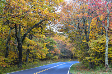 Autumn foliage in Shenandoah National Park - Virginia, United States