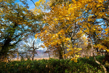 尾瀬ヶ原湿原の紅葉の風景 燧ヶ岳 至仏山 Scenery of autumn leaves in Ozegahara marshland Mt.Hiuchigadake Mt.Shibutsusan