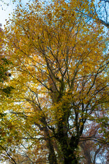 尾瀬ヶ原湿原の紅葉の風景 燧ヶ岳 至仏山 Scenery of autumn leaves in Ozegahara marshland Mt.Hiuchigadake Mt.Shibutsusan