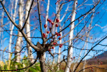 尾瀬ヶ原湿原の紅葉の風景 燧ヶ岳 至仏山 Scenery of autumn leaves in Ozegahara marshland Mt.Hiuchigadake Mt.Shibutsusan