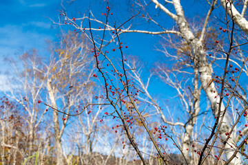 尾瀬ヶ原湿原の紅葉の風景 燧ヶ岳 至仏山 Scenery of autumn leaves in Ozegahara marshland Mt.Hiuchigadake Mt.Shibutsusan