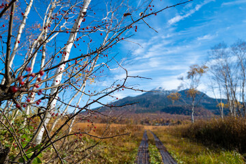 尾瀬ヶ原湿原の紅葉の風景 燧ヶ岳 至仏山 Scenery of autumn leaves in Ozegahara marshland Mt.Hiuchigadake Mt.Shibutsusan