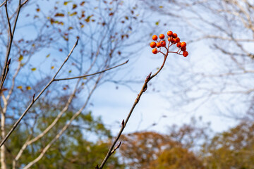 尾瀬ヶ原湿原の紅葉の風景 燧ヶ岳 至仏山 Scenery of autumn leaves in Ozegahara marshland Mt.Hiuchigadake Mt.Shibutsusan