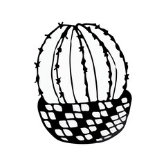 doodle illustration cactus black on white beautiful succulent line art icon