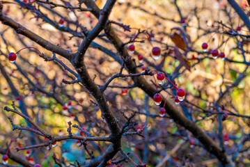 尾瀬ヶ原湿原の紅葉の風景 燧ヶ岳 至仏山 Scenery of autumn leaves in Ozegahara marshland Mt.Hiuchigadake Mt.Shibutsusan