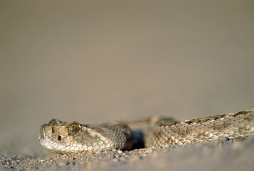 Western Diamondback Rattlesnake (Crotalus atrox)