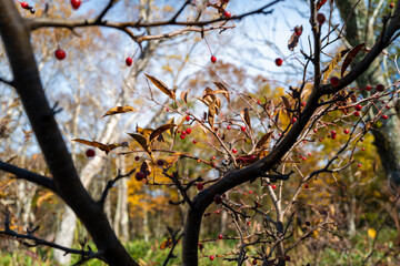 尾瀬ヶ原湿原の紅葉の風景 燧ヶ岳 至仏山 Scenery of autumn leaves in Ozegahara marshland Mt.Hiuchigadake Mt.Shibutsusan