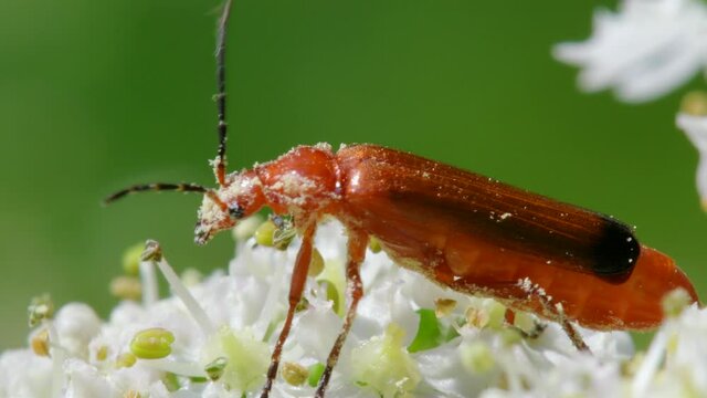 Soldier Beetle, Cantharis livida on white flowers