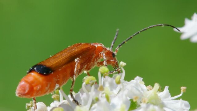 Soldier Beetle, Cantharis livida on white flowers