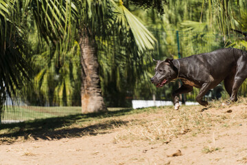 Pit bull dog playing in the park. The pitbull takes advantage of the sunny day to have fun.