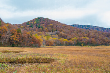 尾瀬ヶ原湿原の紅葉の風景 燧ヶ岳 至仏山 Scenery of autumn leaves in Ozegahara marshland Mt.Hiuchigadake Mt.Shibutsusan