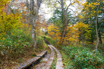 尾瀬ヶ原湿原の紅葉の風景 燧ヶ岳 至仏山 Scenery of autumn leaves in Ozegahara marshland Mt.Hiuchigadake Mt.Shibutsusan