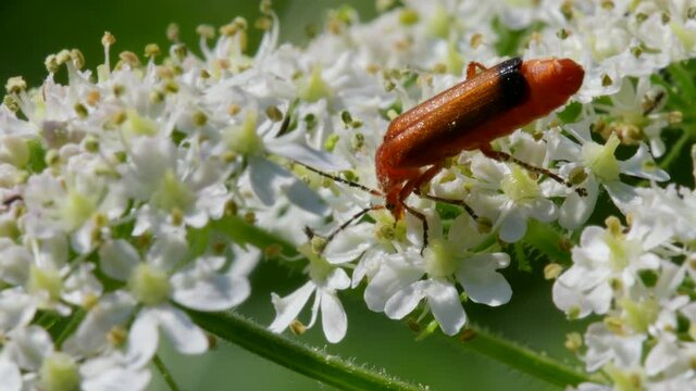 Soldier Beetle, Cantharis livida on white flowers