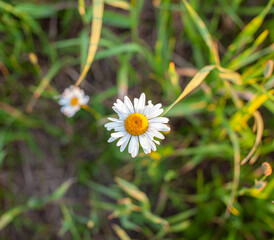 Beautiful background of many blooming daisies field. Chamomile grass 