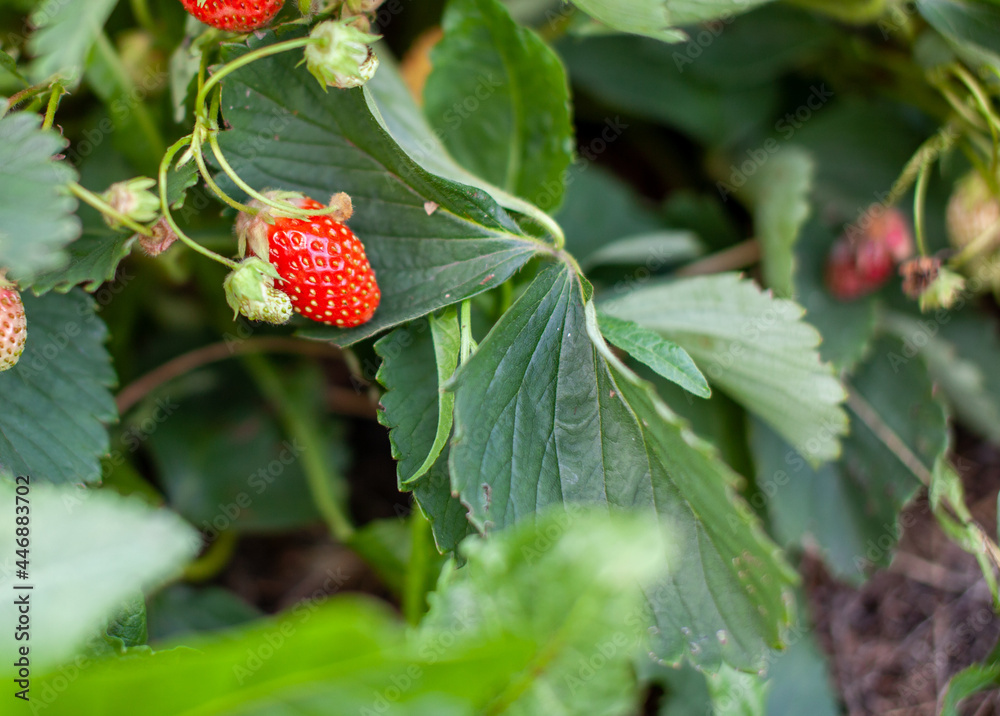 Poster red ripe strawberries are lying on the open palm of a woman's hand.