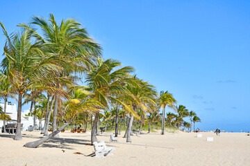 Fototapeta na wymiar Row of palm trees lining the beach in Ft Lauderdale beach Florida