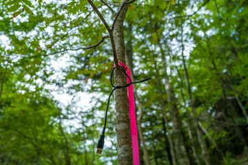 Fototapeta premium 夏の瑞牆山の登山道の風景 A view of the trail in summer at Mt.Mizugakiyama.