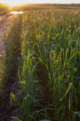Ears of wheat or rye growing in the field at sunset. 