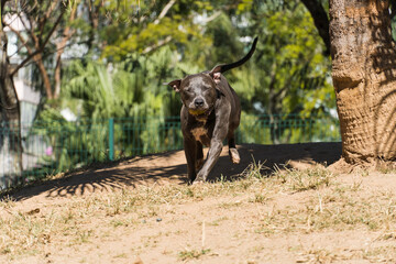 Pit bull dog playing in the park. The pitbull takes advantage of the sunny day to have fun.