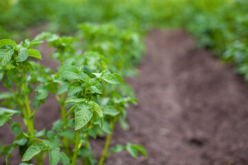 Green field of potato crops in a row. Agriculture. Growing of potato.